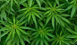 Beneficios de la marihuana medicinal