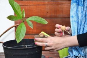 Cultivar aguacate en una maceta