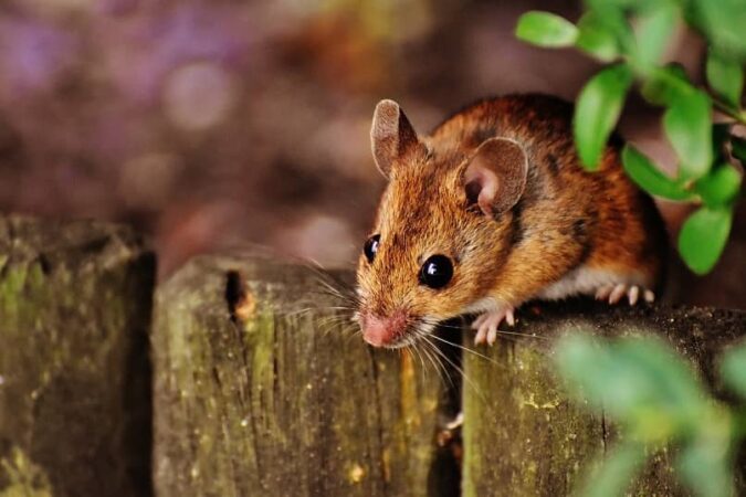 Musofobia: Miedo a los ratones